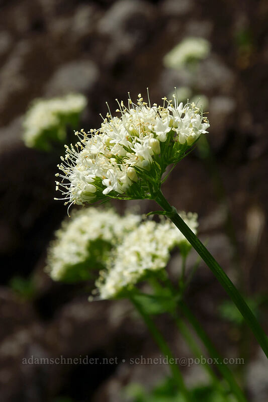 Sitka valerian (Valeriana sitchensis) [Chain Lakes Trail, Mount Baker Wilderness, Whatcom County, Washington]