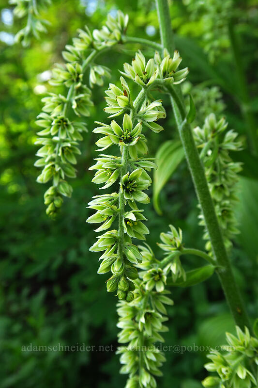 corn lily (Veratrum viride var. eschscholzianum (Veratrum eschscholtzianum)) [Chain Lakes Trail, Mount Baker Wilderness, Whatcom County, Washington]