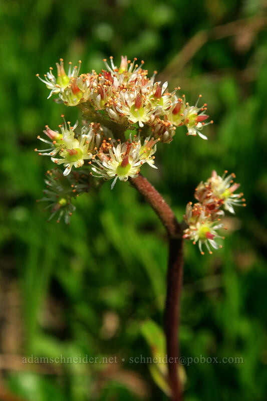 leather-leaf saxifrage flowers (Leptarrhena pyrolifolia (Saxifraga pyrolifolia)) [Chain Lakes Trail, Mount Baker Wilderness, Whatcom County, Washington]