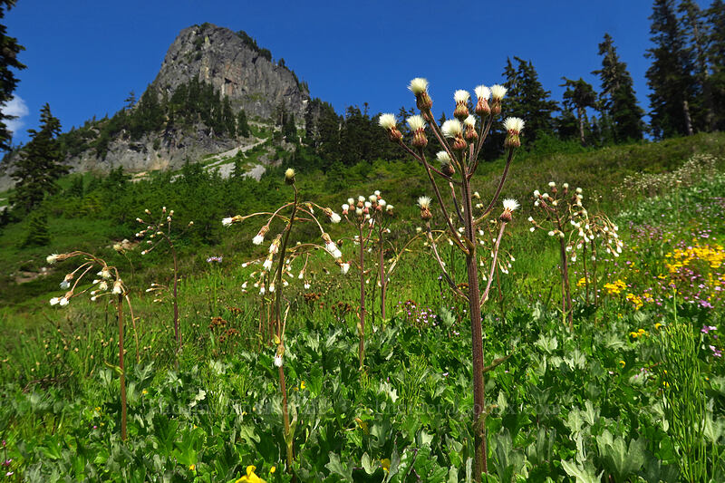arctic sweet coltsfoot (Petasites frigidus var. frigidus) [Chain Lakes Trail, Mount Baker Wilderness, Whatcom County, Washington]