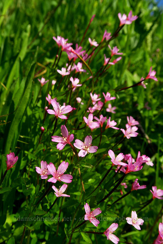 willow-herb (Epilobium sp.) [Chain Lakes Trail, Mount Baker Wilderness, Whatcom County, Washington]