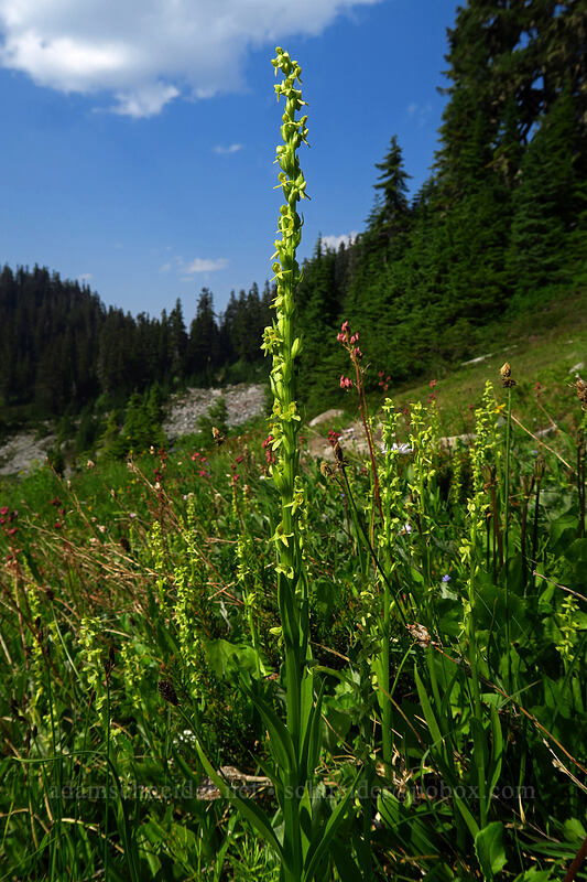 slender bog orchid (Platanthera stricta (Piperia stricta)) [Chain Lakes Trail, Mount Baker Wilderness, Whatcom County, Washington]