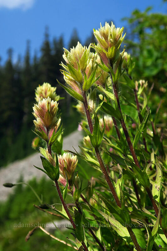 white small-flowered paintbrush (Castilleja parviflora var. albida) [Chain Lakes Trail, Mount Baker Wilderness, Whatcom County, Washington]