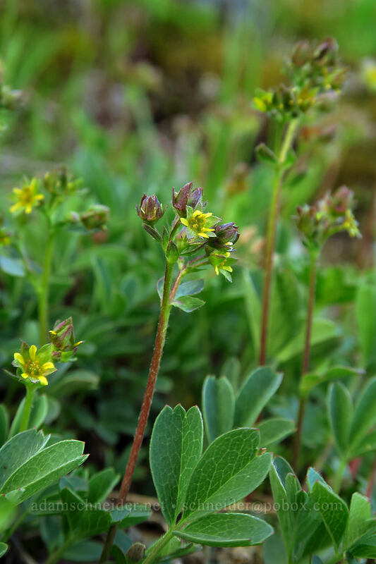 creeping sibbaldia (Sibbaldia procumbens) [Chain Lakes Trail, Mount Baker Wilderness, Whatcom County, Washington]