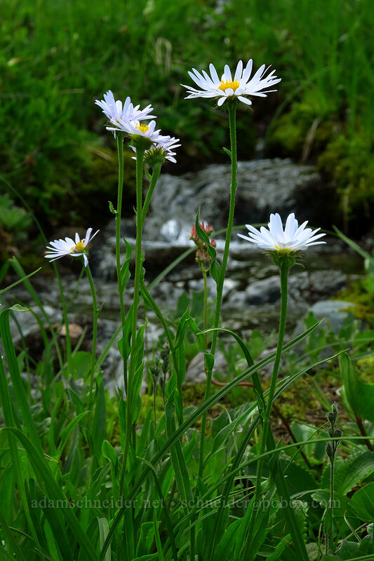subalpine fleabane (Erigeron glacialis var. glacialis) [Chain Lakes Trail, Mount Baker Wilderness, Whatcom County, Washington]