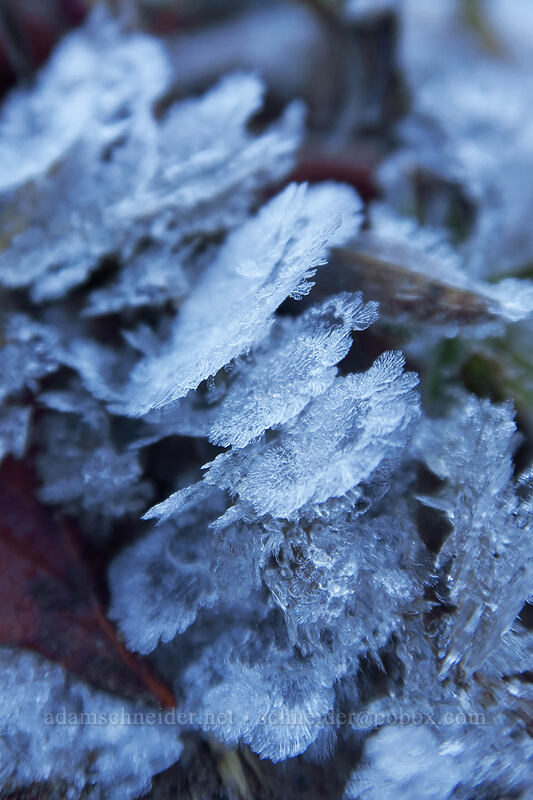 ice crystals [Sandy River Canyon rim, Mt. Hood Wilderness, Clackamas County, Oregon]