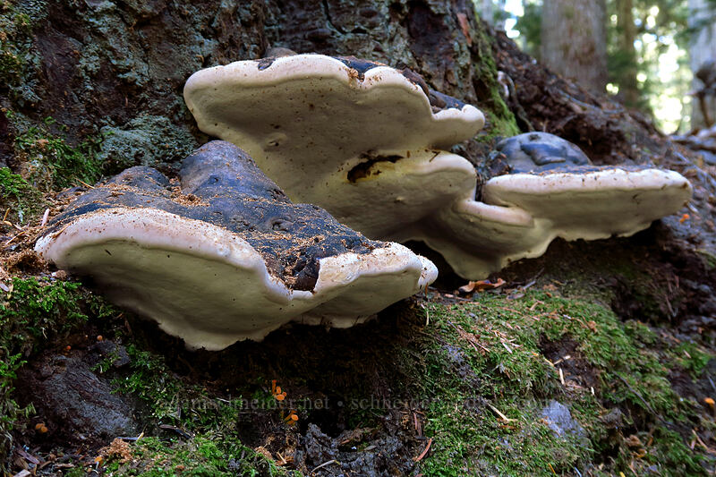 artist's conk fungus (Ganoderma applanatum) [Pacific Crest Trail, Mt. Hood Wilderness, Clackamas County, Oregon]