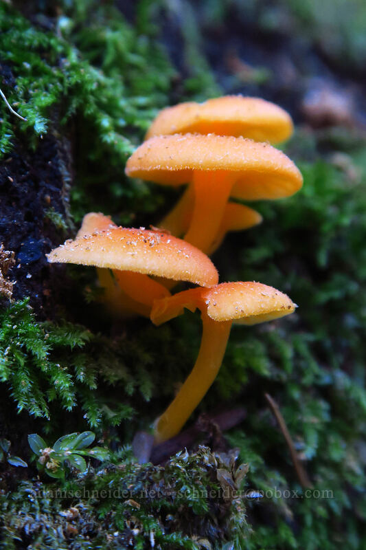 Chrysomphalina mushrooms (Chrysomphalina aurantiaca) [Pacific Crest Trail, Mt. Hood Wilderness, Clackamas County, Oregon]