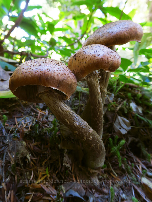 three brown mushrooms [Pacific Crest Trail, Mt. Hood Wilderness, Clackamas County, Oregon]