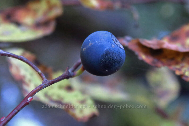 huckleberry (Vaccinium sp.) [Pacific Crest Trail, Mt. Hood Wilderness, Clackamas County, Oregon]