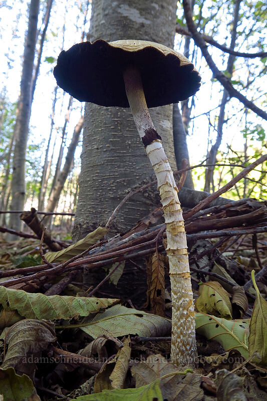 tall white mushroom [Sandy River channel, Mt. Hood Wilderness, Clackamas County, Oregon]