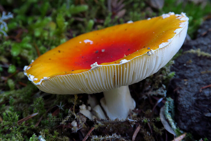fly agaric mushroom (Amanita muscaria) [Sandy River Trail, Mt. Hood National Forest, Clackamas County, Oregon]