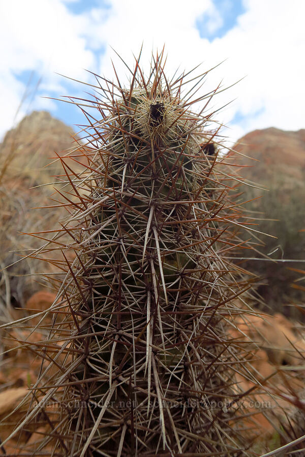 strawberry hedgehog cactus (Echinocereus engelmannii) [Watchman Trail, Zion National Park, Washington County, Utah]