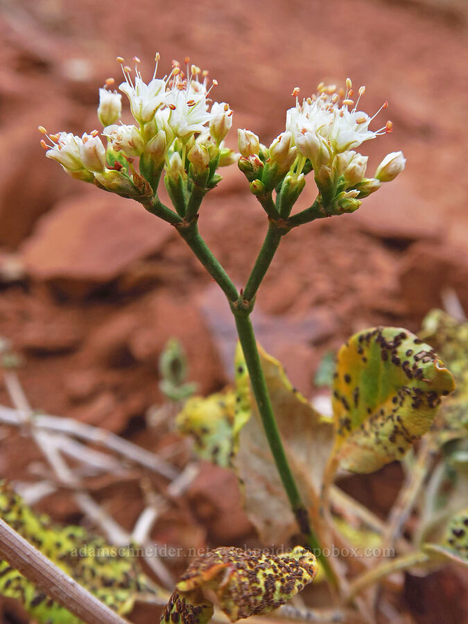 wild buckwheat (Eriogonum sp.) [Watchman Trail, Zion National Park, Washington County, Utah]
