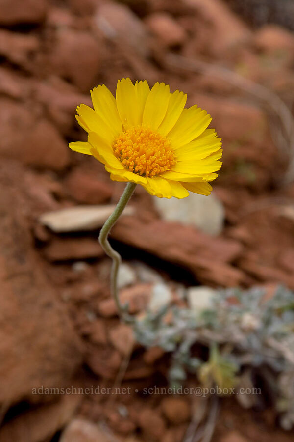 desert marigold (Baileya multiradiata) [Watchman Trail, Zion National Park, Washington County, Utah]