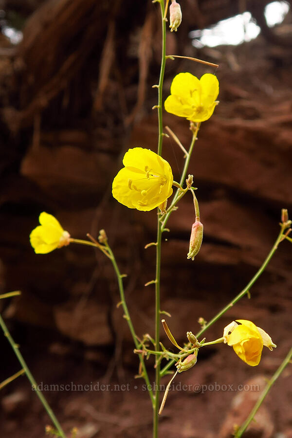 frost-stem sun-cups (Chylismia multijuga) [Watchman Trail, Zion National Park, Washington County, Utah]