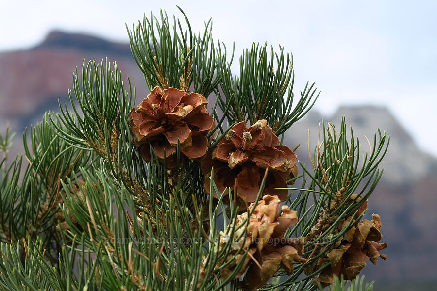 single-leaf pinyon (piñon) cone (Pinus monophylla) [Watchman Trail, Zion National Park, Washington County, Utah]
