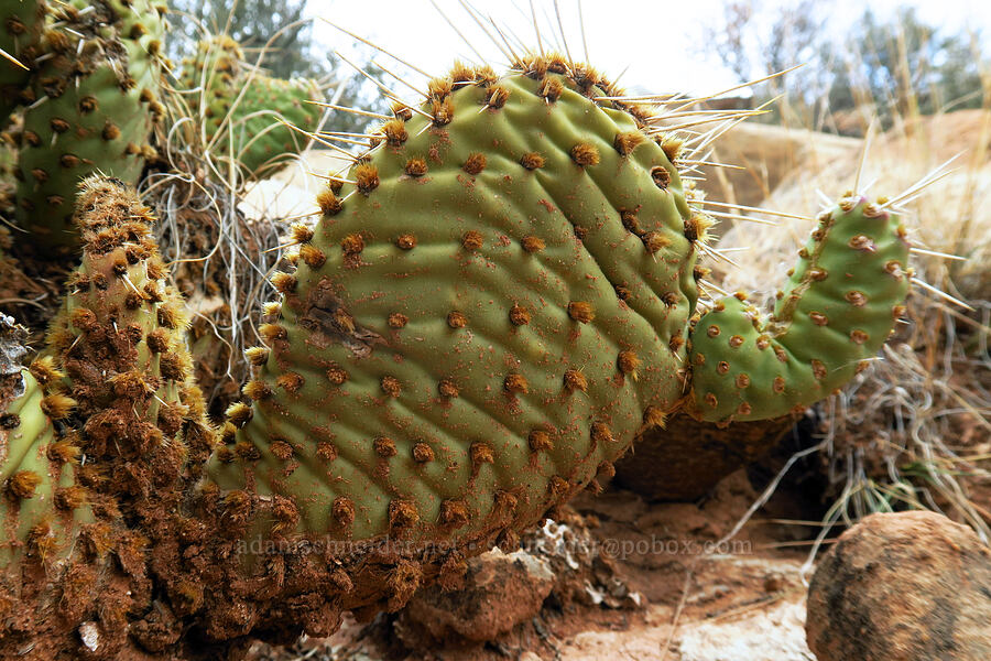 prickly-pear cactus (Opuntia sp.) [Watchman Trail, Zion National Park, Washington County, Utah]