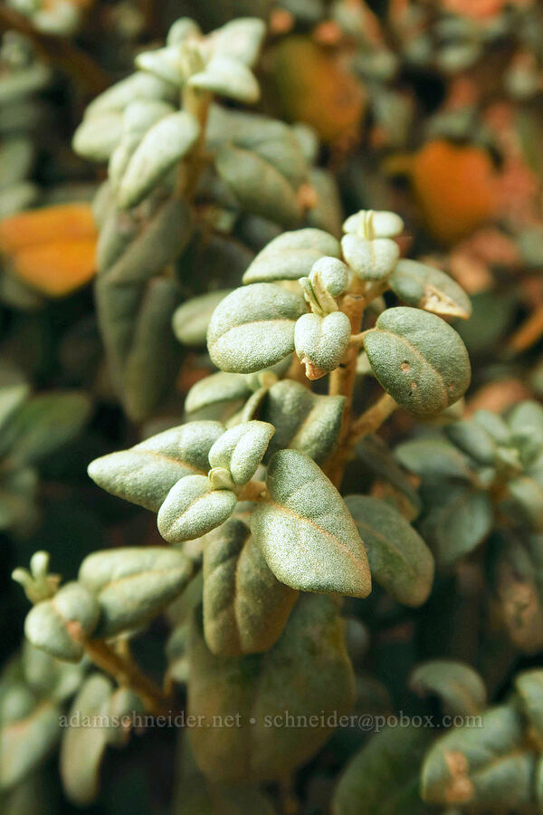 round-leaf buffaloberry leaves (Shepherdia rotundifolia) [Watchman Trail, Zion National Park, Washington County, Utah]