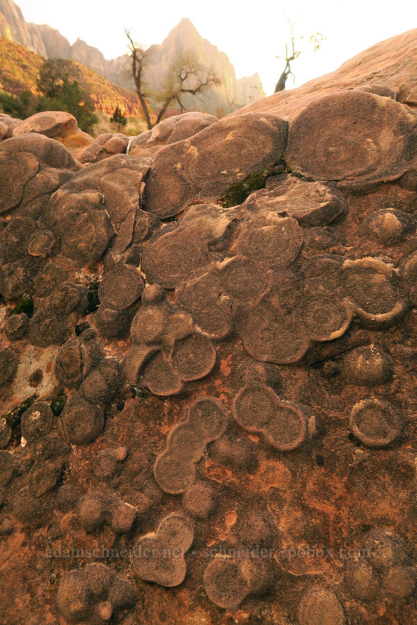 sandstone concretions [Canyon Junction, Zion National Park, Washington County, Utah]
