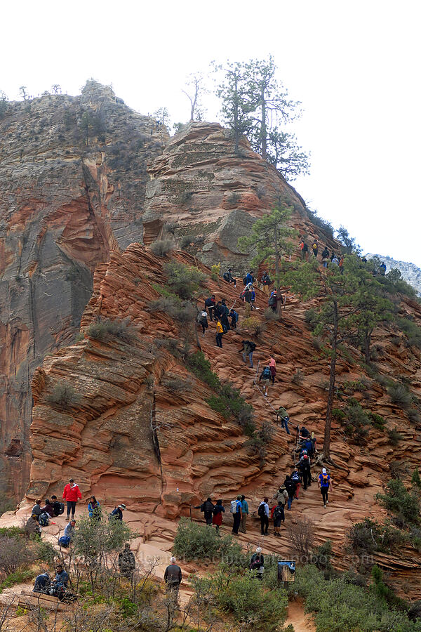 crowded Angel's Landing Trail [Scout Lookout, Zion National Park, Washington County, Utah]