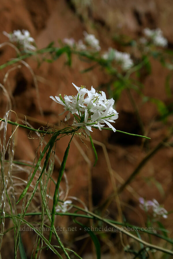 thelypody (Thelypodium sp.) [West Rim Trail, Zion National Park, Washington County, Utah]