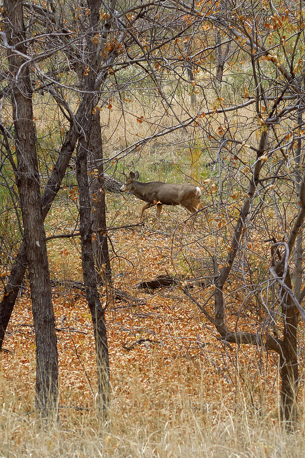 mule deer buck (Odocoileus hemionus hemionus) [Weeping Rock Trailhead, Zion National Park, Washington County, Utah]