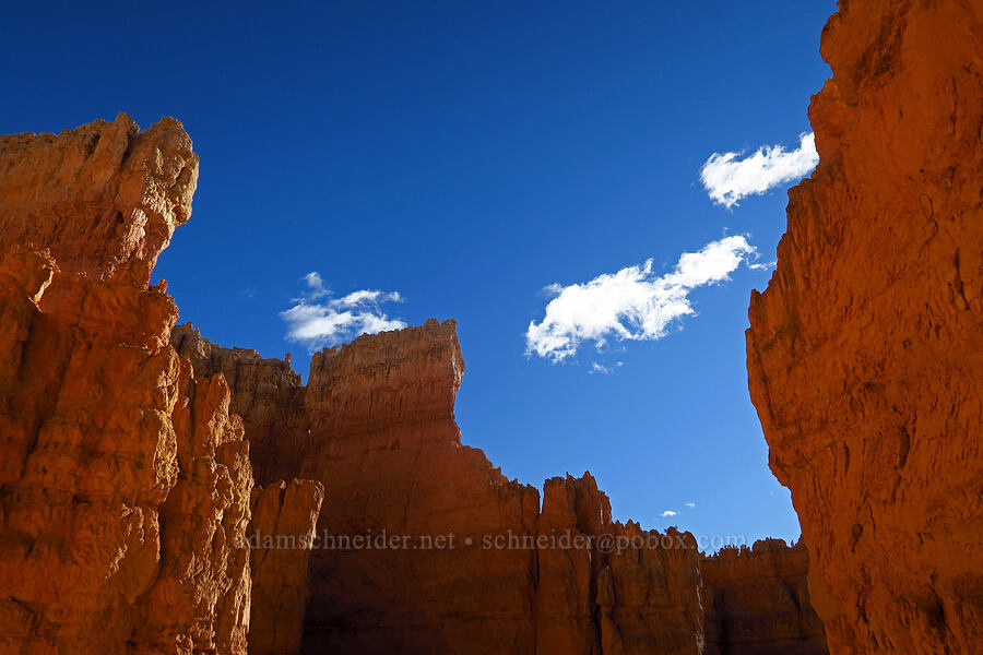 orange canyon walls [Wall Street (Navajo Loop Trail), Bryce Canyon National Park, Garfield County, Utah]