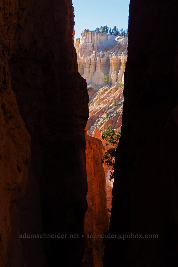 narrow canyon walls [Wall Street (Navajo Loop Trail), Bryce Canyon National Park, Garfield County, Utah]