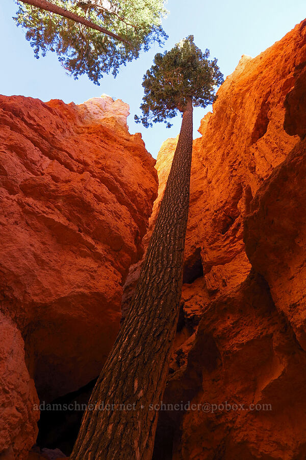 Douglas-fir in a canyon (Pseudotsuga menziesii) [Wall Street (Navajo Loop Trail), Bryce Canyon National Park, Garfield County, Utah]