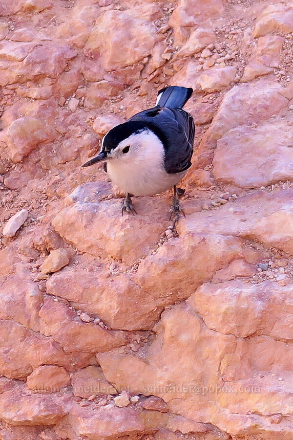 white-breasted nuthatch (Sitta carolinensis) [Navajo Loop Trail, Bryce Canyon National Park, Garfield County, Utah]