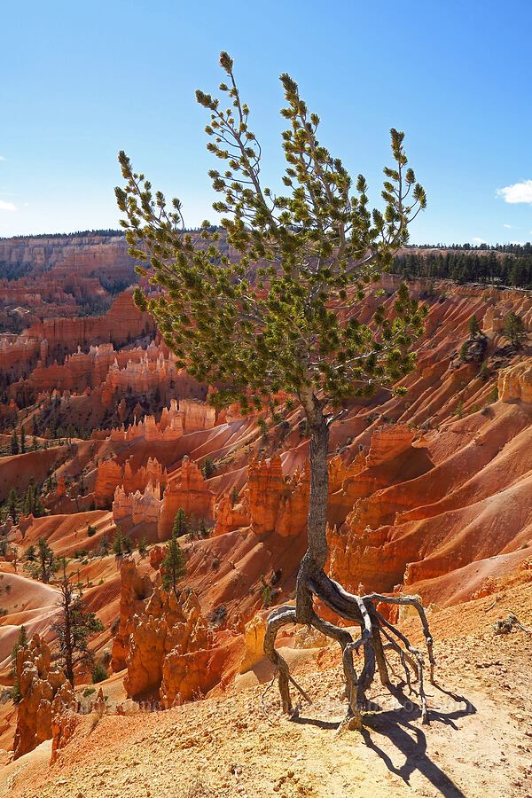 limber pine on the brink (Pinus flexilis) [Sunrise Point, Bryce Canyon National Park, Garfield County, Utah]