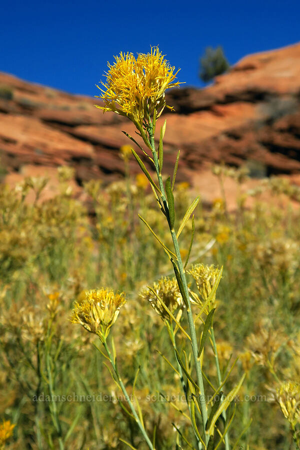rabbitbrush (Ericameria sp. (Chrysothamnus sp.)) [Dry Fork Coyote Gulch, Grand Staircase-Escalante National Monument, Kane County, Utah]
