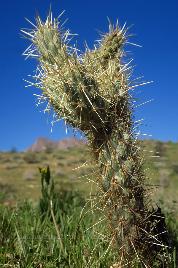 Gander's cholla (Cylindropuntia ganderi (Opuntia ganderi)) [Montezuma Valley Road, Anza-Borrego Desert State Park, San Diego County, California]