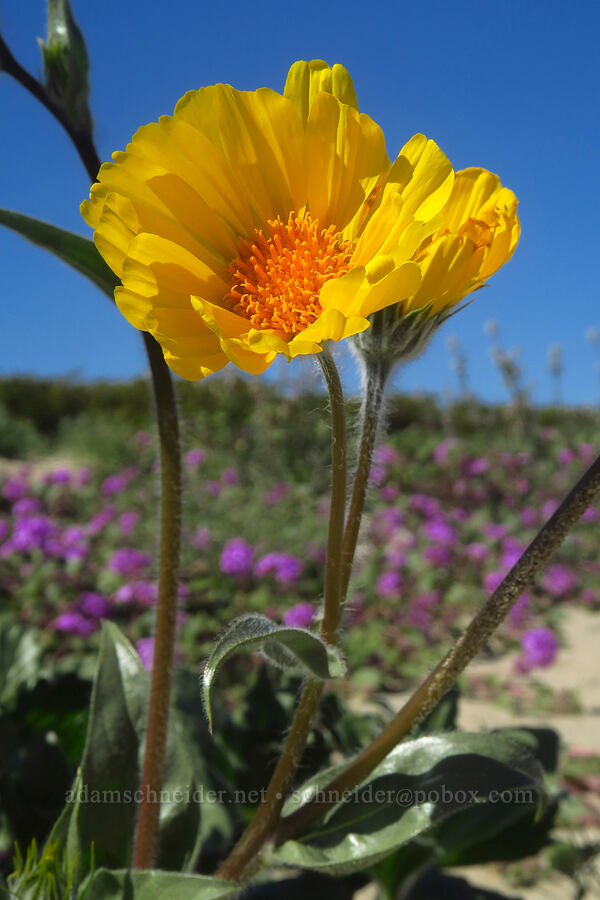desert sunflowers (Geraea canescens) [Coyote Canyon Road, Borrego Springs, San Diego County, California]