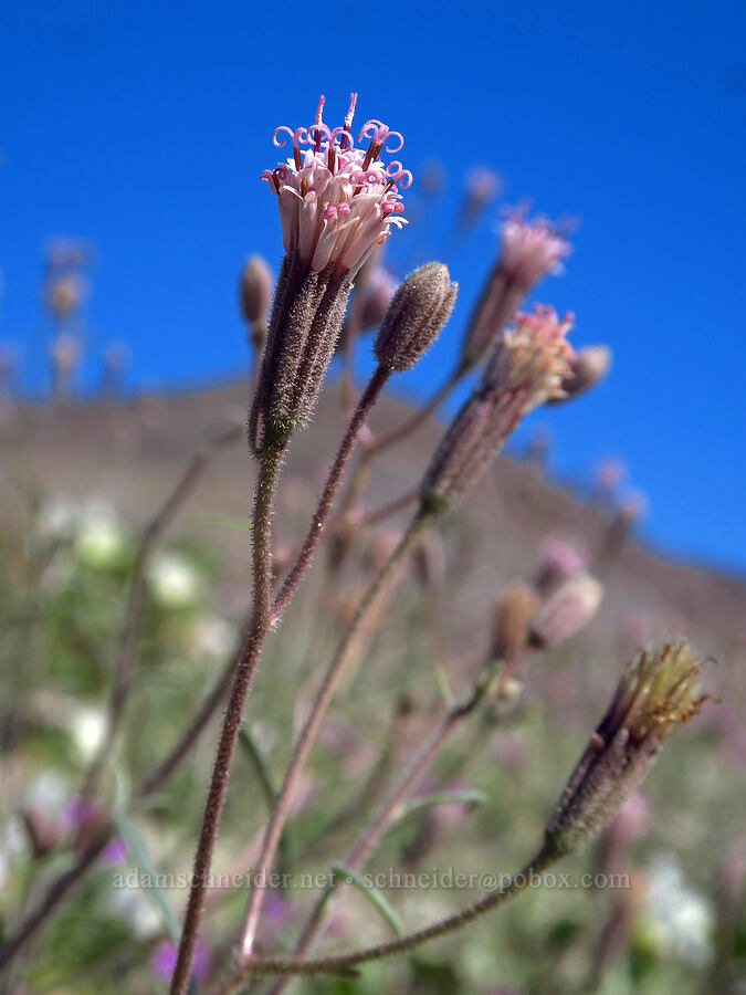 Spanish needle (Palafoxia arida) [east of Coyote Canyon Road, Anza-Borrego Desert State Park, San Diego County, California]