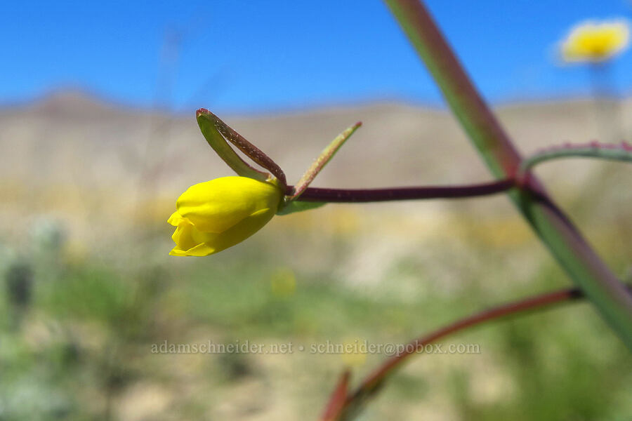California sun-cup (Eulobus californicus (Camissonia californica)) [east of Coyote Canyon Road, Anza-Borrego Desert State Park, San Diego County, California]