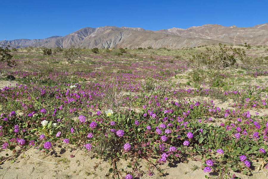 desert sand-verbena (Abronia villosa) [County Road S22, Anza-Borrego Desert State Park, San Diego County, California]
