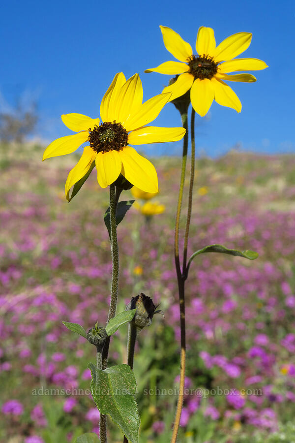 showy/snowy sunflower (Helianthus niveus) [County Road S22, Anza-Borrego Desert State Park, San Diego County, California]