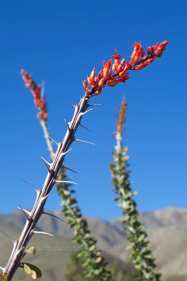 ocotillo flowers (Fouquieria splendens) [Villager Peak Trail, Anza-Borrego Desert State Park, San Diego County, California]
