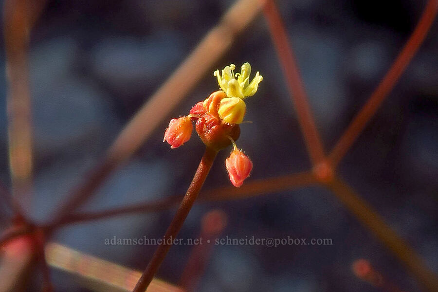 Thomas' buckwheat (Eriogonum thomasii) [Villager Peak Trail, Anza-Borrego Desert State Park, San Diego County, California]