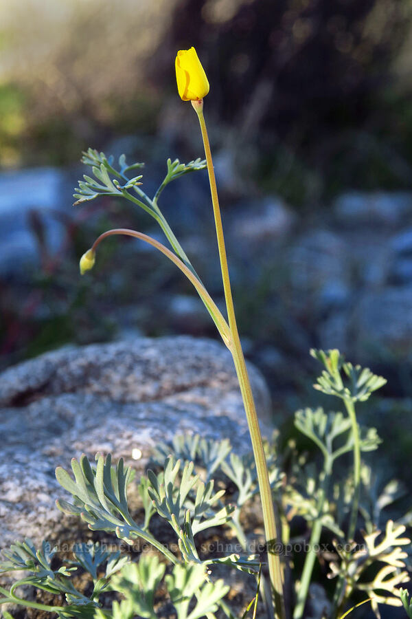 pygmy poppy (Eschscholzia minutiflora) [Villager Peak Trail, Anza-Borrego Desert State Park, San Diego County, California]
