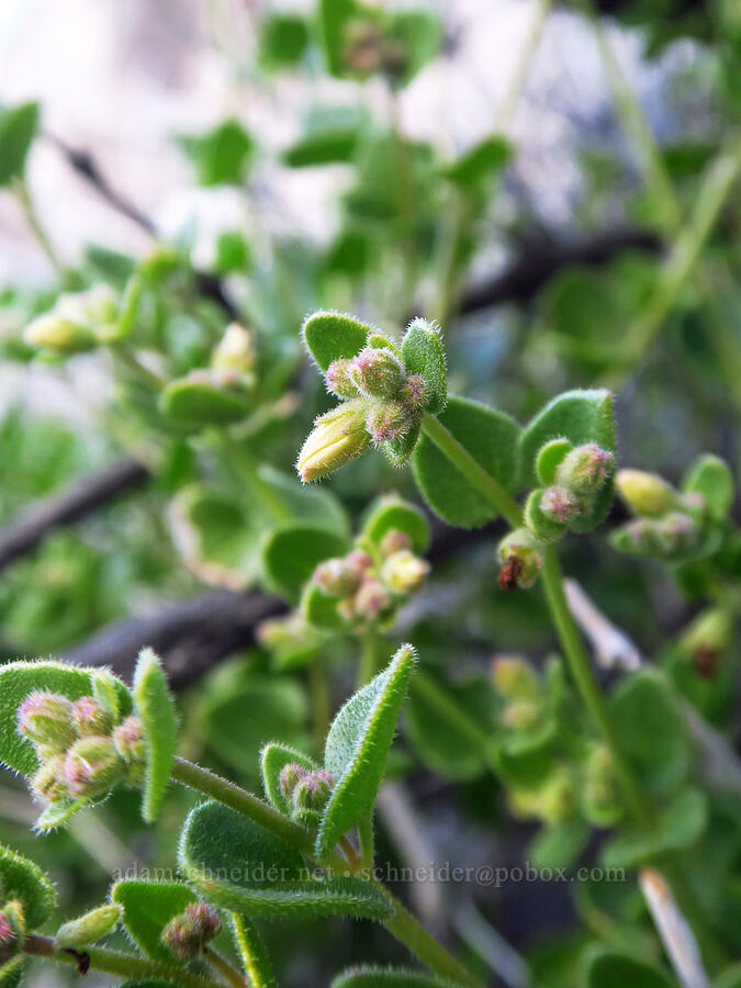 wishbone bush (four o'clock), budding (Mirabilis laevis var. villosa (Mirabilis bigelovii)) [Rattlesnake Canyon, Anza-Borrego Desert State Park, San Diego County, California]