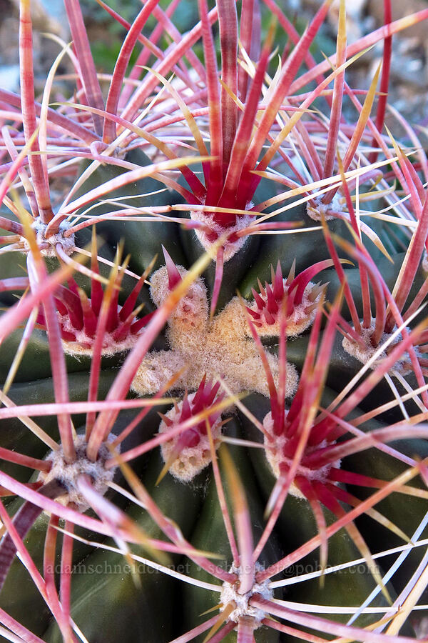 California barrel cactus close-up (Ferocactus cylindraceus) [east of Rattlesnake Canyon, Anza-Borrego Desert State Park, San Diego County, California]