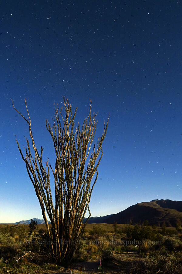 ocotillo in the moonlight (Fouquieria splendens) [Villager Peak Trail, Anza-Borrego Desert State Park, San Diego County, California]