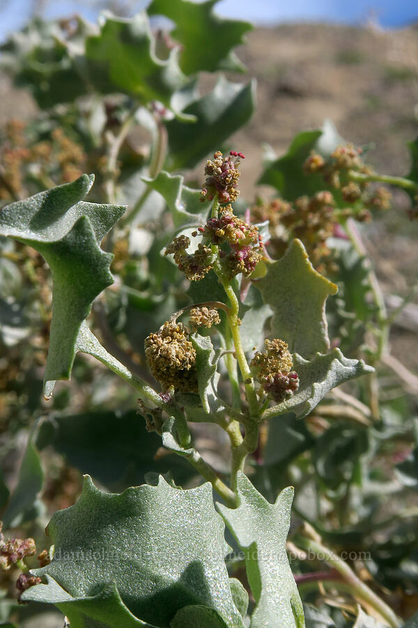 desert holly (male flowers) (Atriplex hymenelytra) [The Slot, Anza-Borrego Desert State Park, San Diego County, California]
