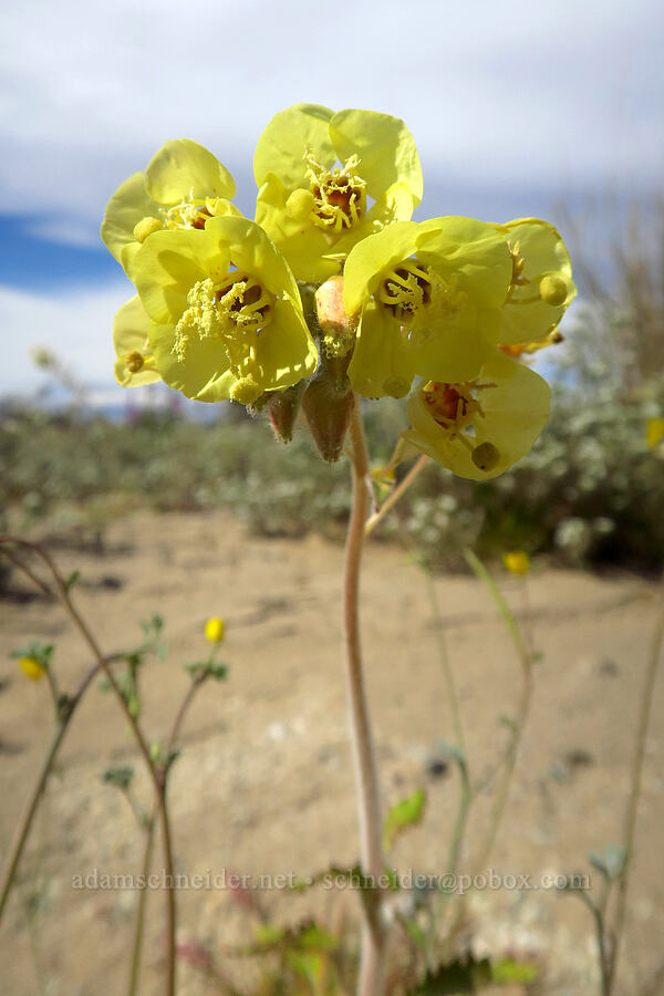yellow brown-eyed primrose (Chylismia claviformis (Camissonia claviformis)) [Discovery Center Nature Trail, Ocotillo Wells SVRA, San Diego County, California]