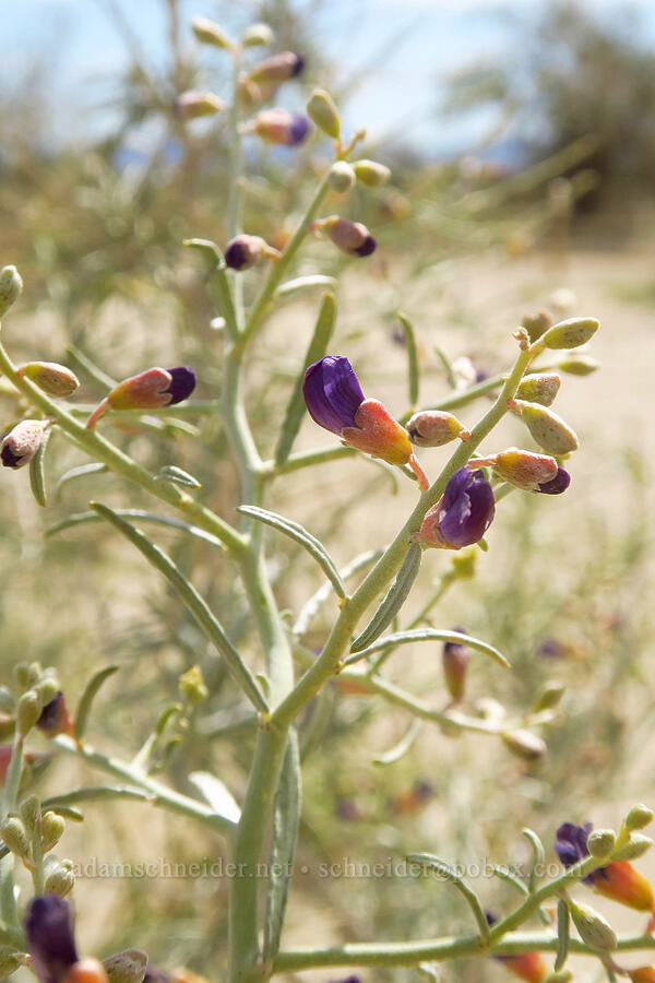 indigo bush (Schott's dalea) (Psorothamnus schottii (Dalea schottii)) [Discovery Center Nature Trail, Ocotillo Wells SVRA, San Diego County, California]