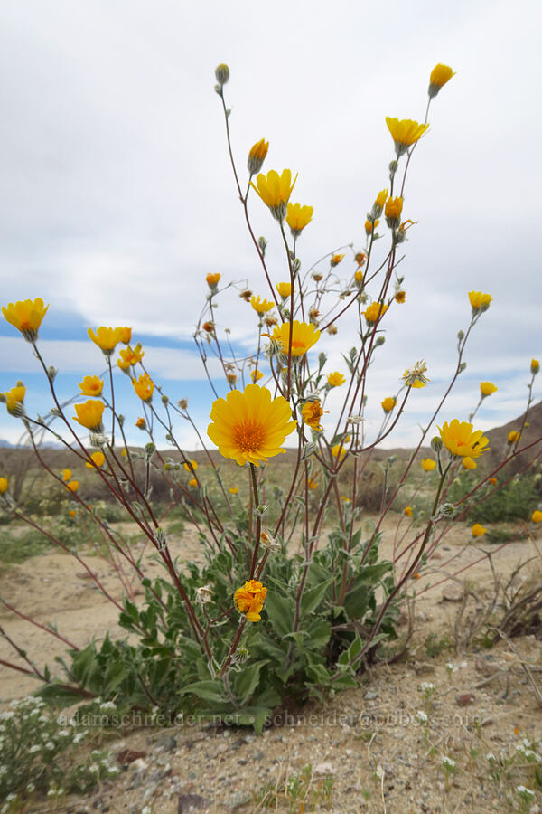 desert sunflowers (Geraea canescens) [south of East Butte, Ocotillo Wells SVRA, San Diego County, California]