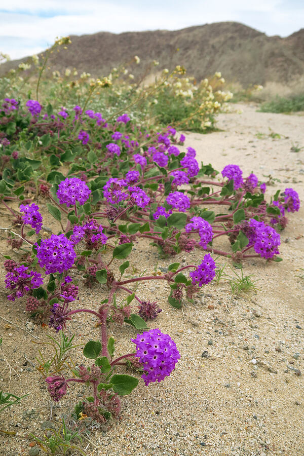 desert sand-verbena (Abronia villosa) [south of East Butte, Ocotillo Wells SVRA, San Diego County, California]